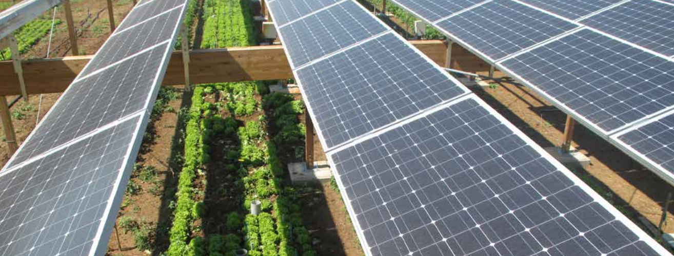 Sistemas agrivoltaicos unem agricultura e painéis solares e são uma oportunidade para a energia cooperativa